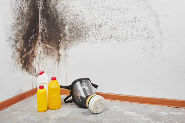 Best Attic Mold Removal  in Penn Yan, NY