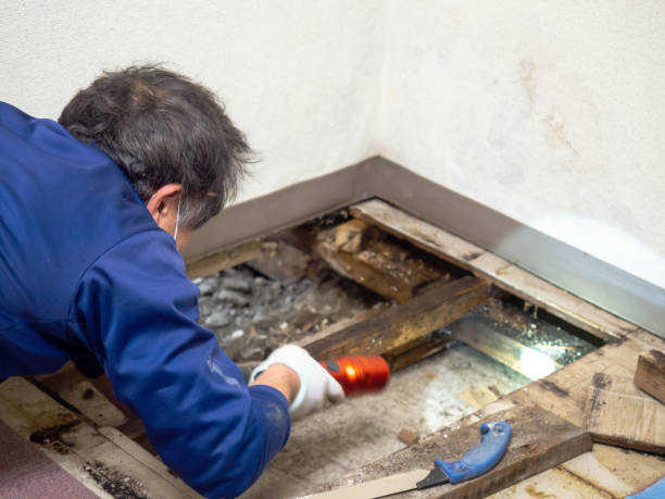 Best Attic Mold Removal  in Penn Yan, NY