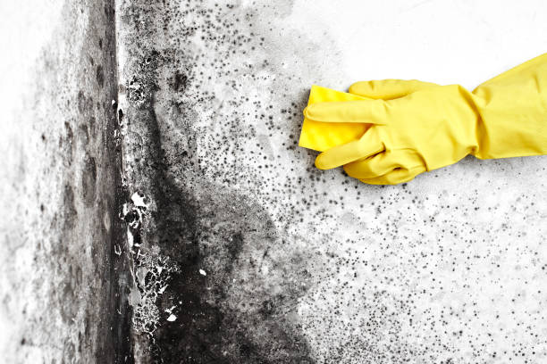 Best Mold Removal Process  in Penn Yan, NY
