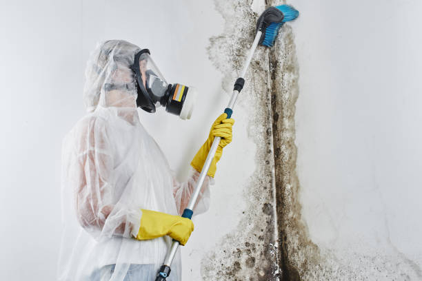 Attic Mold Removal in Penn Yan, NY