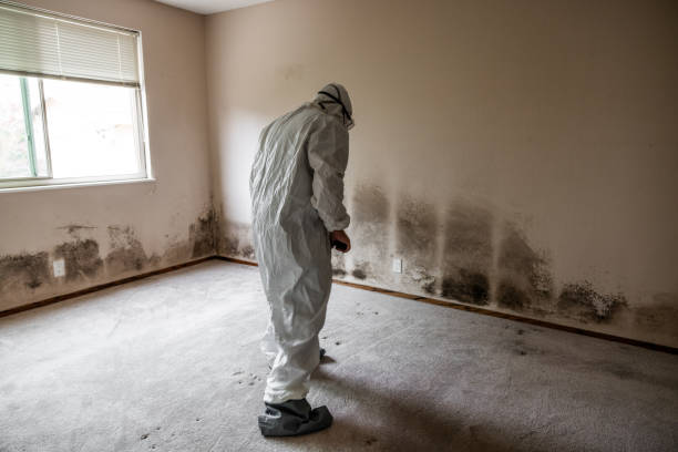 Best Emergency Mold Removal  in Penn Yan, NY