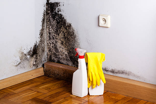 Best Residential Mold Removal  in Penn Yan, NY